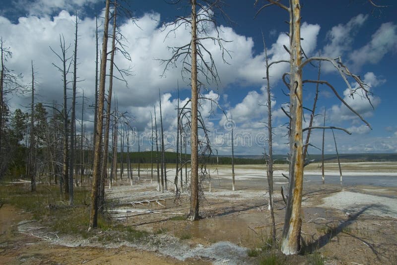 Dead trees