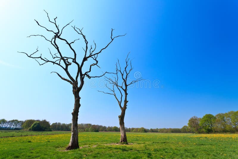 Dead trees in a dandelion flower field