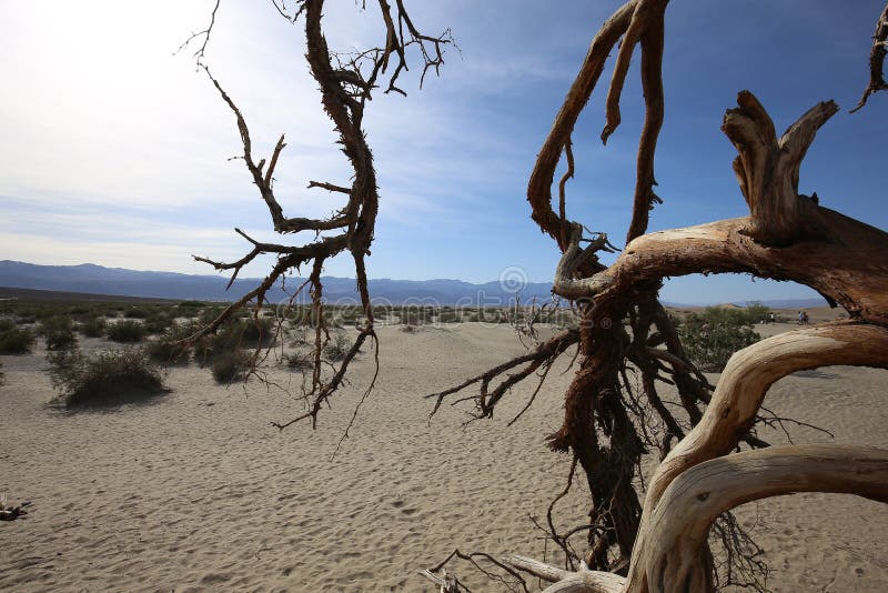 Dead Trees in the Death Valley, California Stock Photo Image of wood