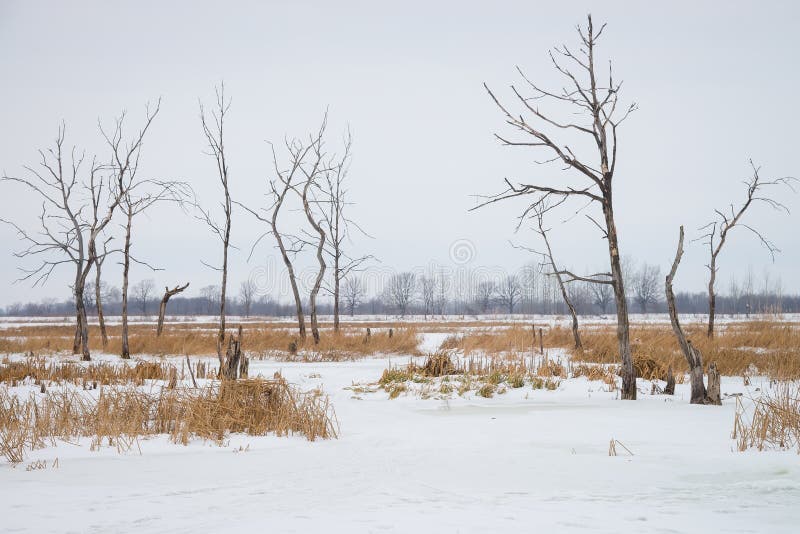 Dead Trees and Dry Grass at Wateland in Winter Stock Image Image of halloween, muddy 107471411