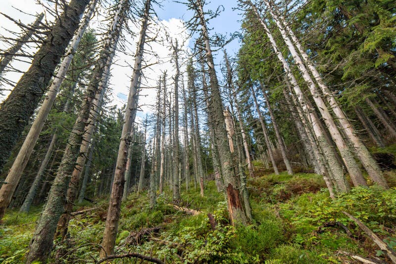 Dead trees in forest. Withered pine after air pollution. Environmental background