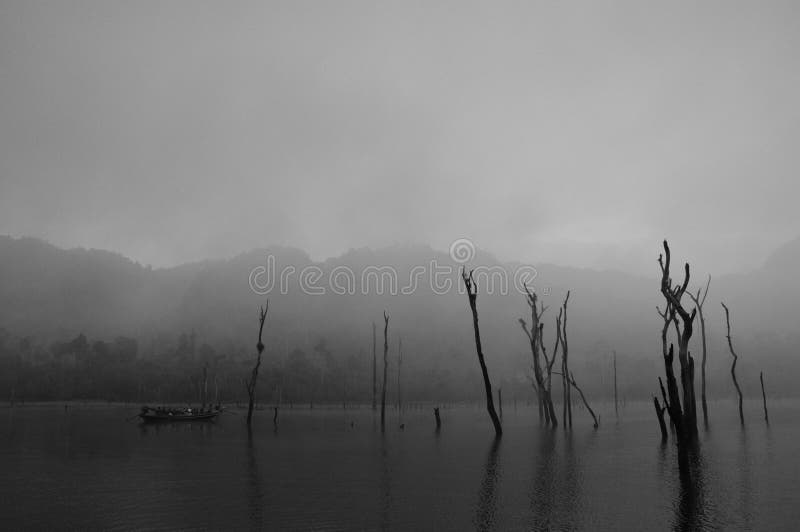 Dead trees in the lake