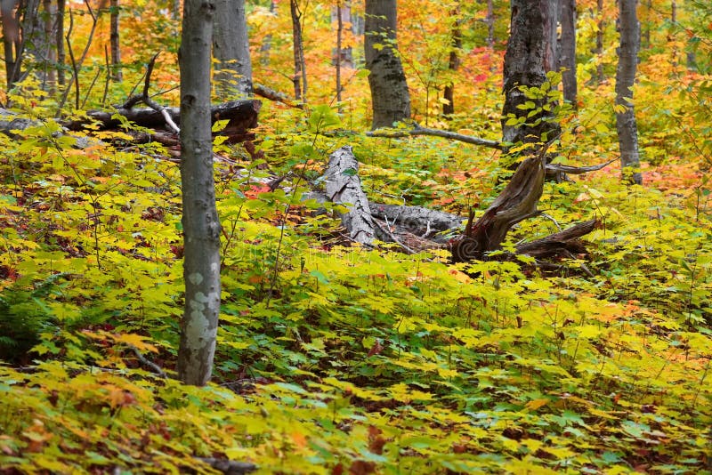 Dead trees in the middle of lush Maple plants in autumn time royalty free stock photos