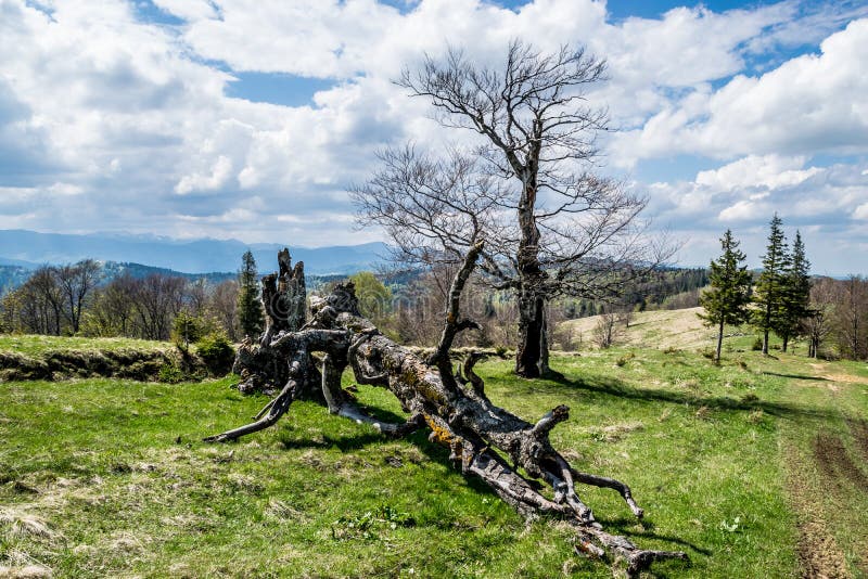 Dead trees in the mountains stock image Dead trees in the mountains stock image