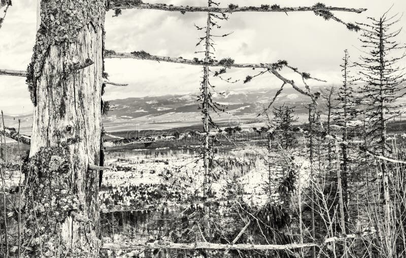 Dead trees after a natural disaster in High Tatras mountains, co