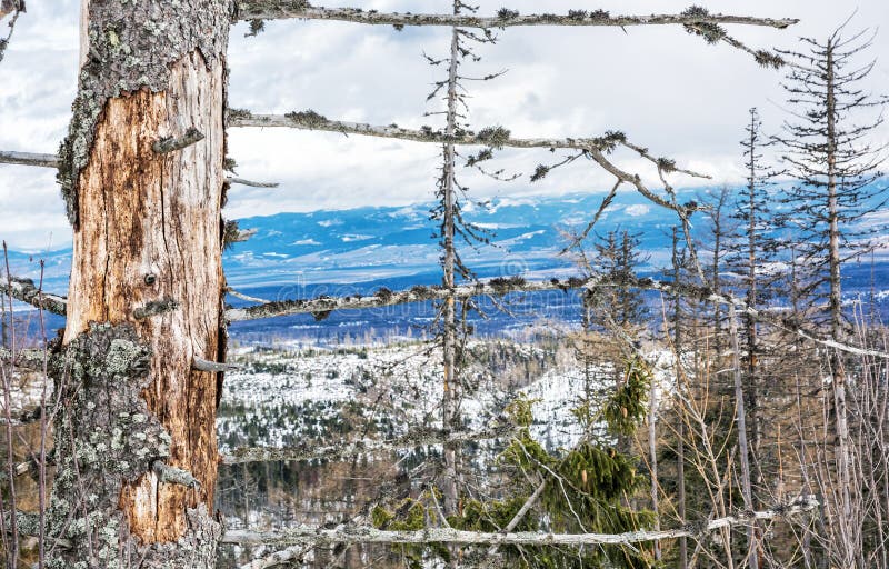 Dead trees after a natural disaster in High Tatras mountains, Slovakia