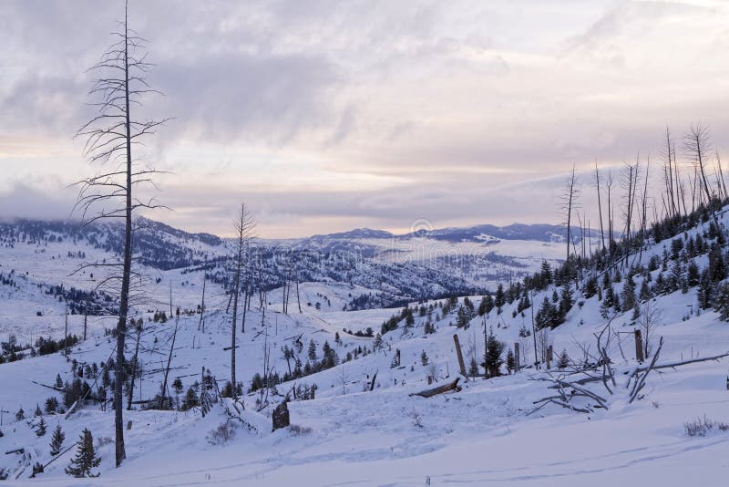 Dead Trees During Winter stock image. Image of pure, landscape 8717993