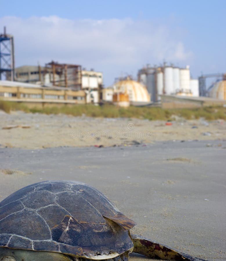Dead Turtle on Industrial Factory Stock Photo Image of toxic, sandy