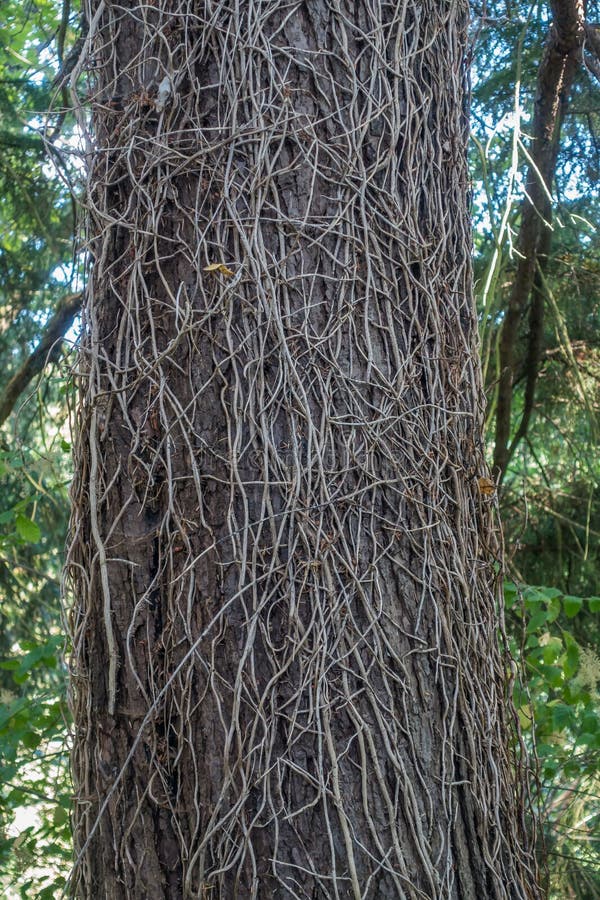 Dead Vines on Tree stock photo. Image of closeup, park 55319446