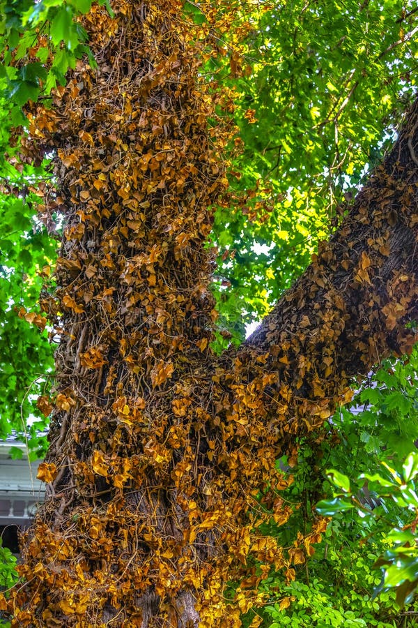 Dead Vines On Tree stock photo. Image of closeup, park 55319446