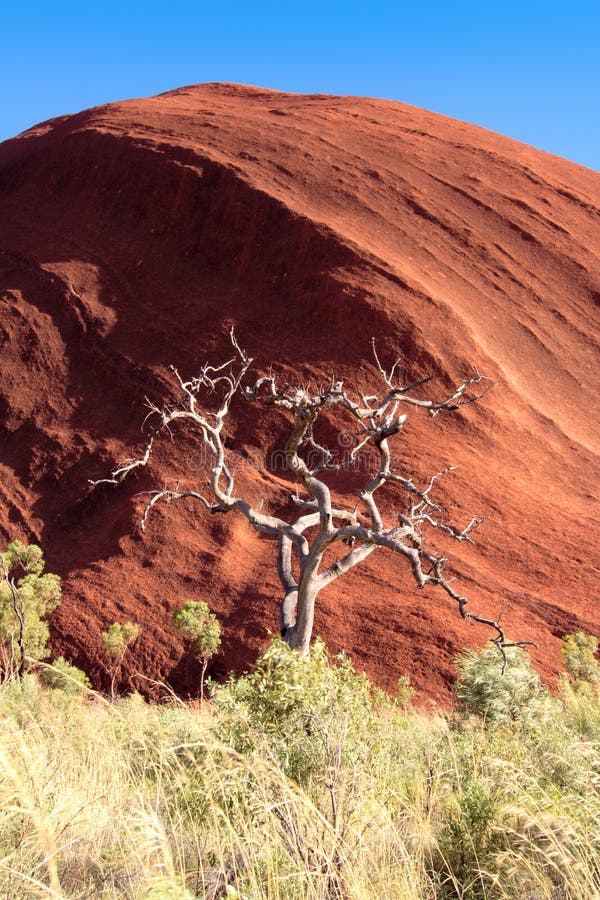 Dead withered eucalyptus editorial image. Image of inhospitable 8075180