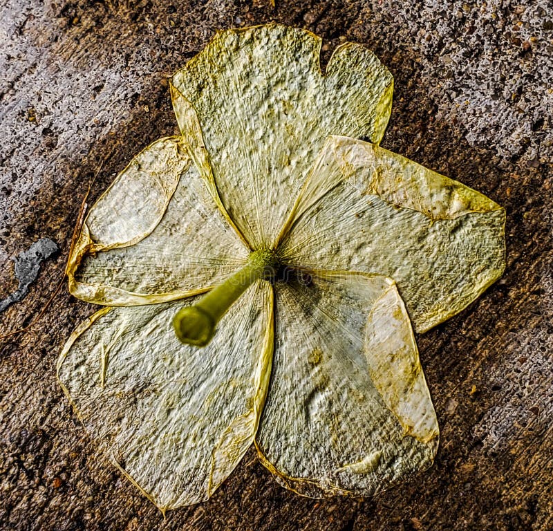 Dead Yellow Flower on Ground Stock Photo Image of sunlight, autumn