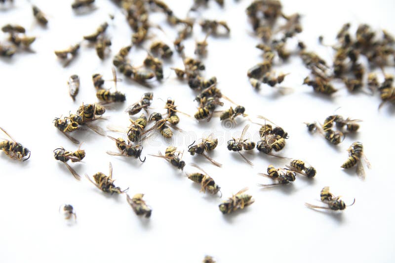Dead yellow jacket wasps royalty free stock image Dead yellow jacket wasps royalty free stock image
