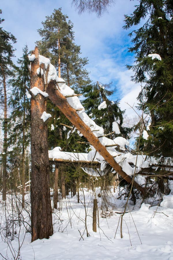 Deadfall Παγωμένη ηλιόλουστη χειμερινή ημέρα σε ένα πυκνό ξύλο στοκ φωτογραφία Deadfall Παγωμένη ηλιόλουστη χειμερινή ημέρα σε ένα πυκνό ξύλο στοκ φωτογραφία