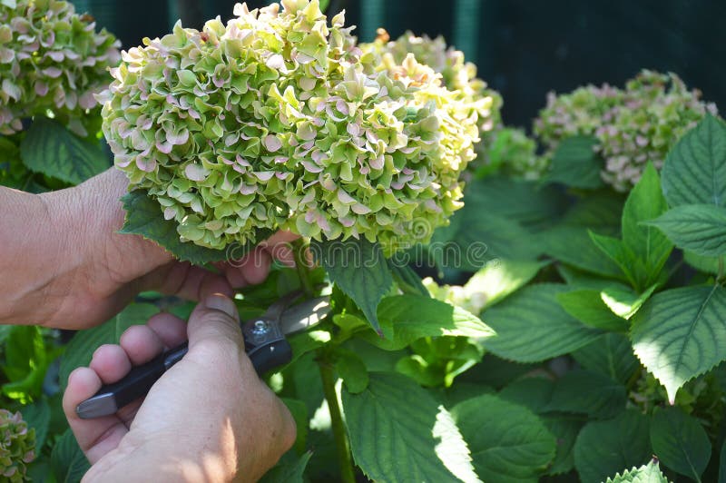 Deadheading Hydrangea Flowers. Man with Secateurs Cutting Hydrangea Macrophylla Flower Stock