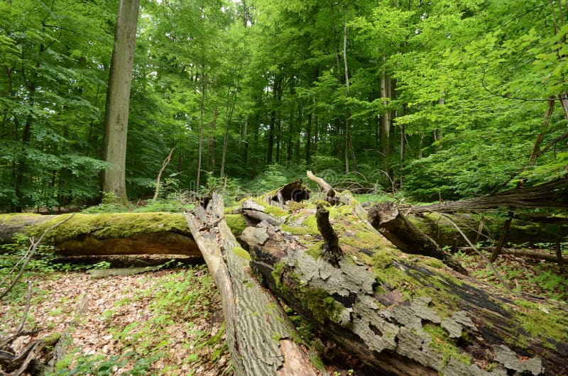 Deadwood in a beech forest