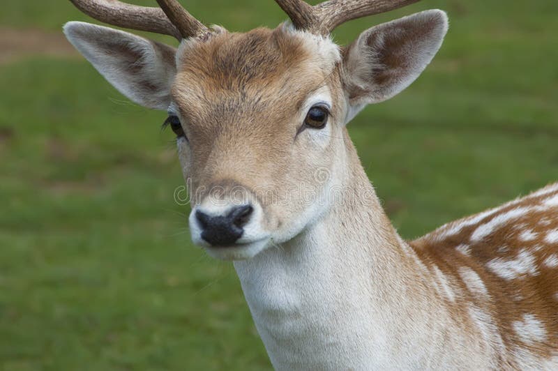 Dear Deer stock image. Image of deer, head, wildlife 23064503