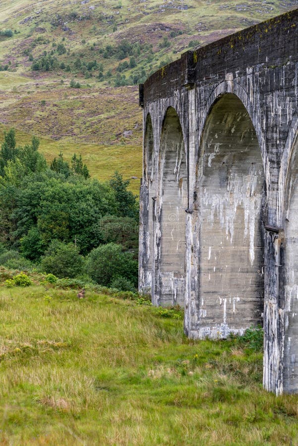 Dear near Famous Glenfinnan Railway Viaduct in Scotland. Famous Glenfinnan Railway Viaduct in Scotland with a dear stock photography Dear near Famous Glenfinnan Railway Viaduct in Scotland. Famous Glenfinnan Railway Viaduct in Scotland with a dear stock photography