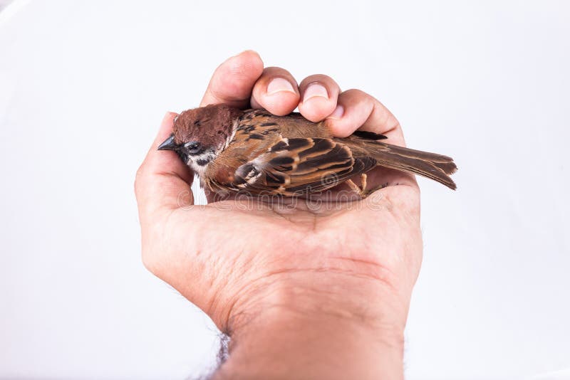 Death body of sparrow in hand