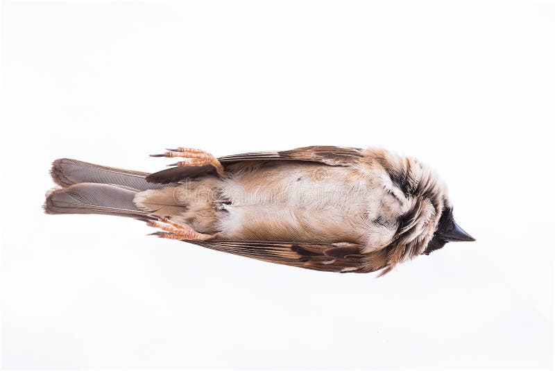 Death body of sparrow