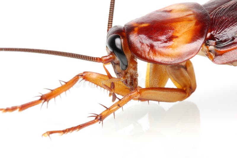 Close up of a cockroach on white background. Close up of a cockroach on white background.