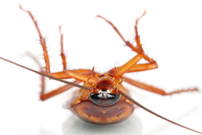 Close up of cockroach on white background. Close up of cockroach on white background.