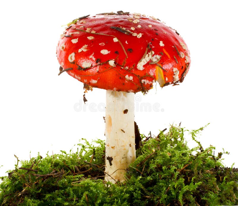 Death cup stock image. Image of close, green, plant, stem 6478823