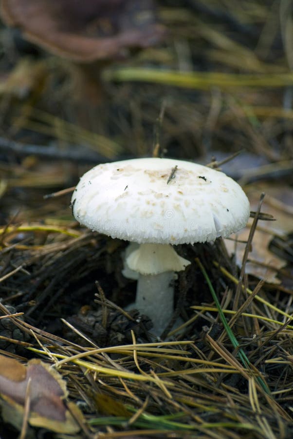 Death Cup Amanita Phalloides Stock Photo Image of toadstool, mycology