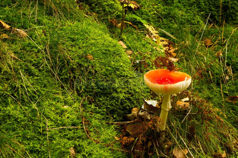 Death cup stock photo. Image of woodland, forest, agaric 104520852