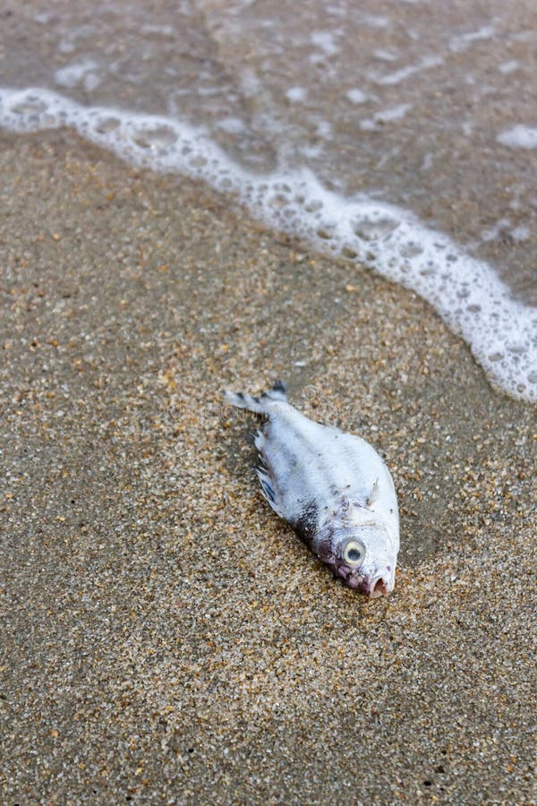 Death fish on the beach, global warming / natural destruction / extinction.