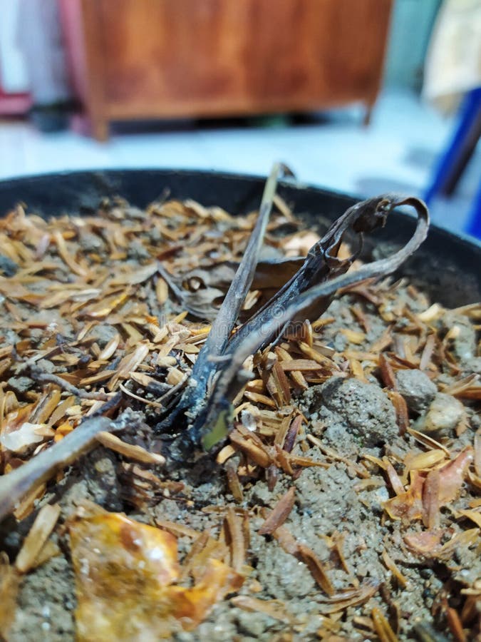 Death plant on the pot stock photo. Image of grow, fertilizer 260020830