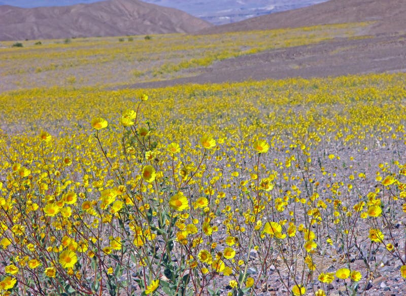 Colorful Desert Flowers Blooming in Death Valley Stock Image Image of