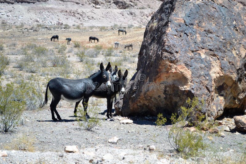 Death Valley California fotografie stock Death Valley California fotografie stock