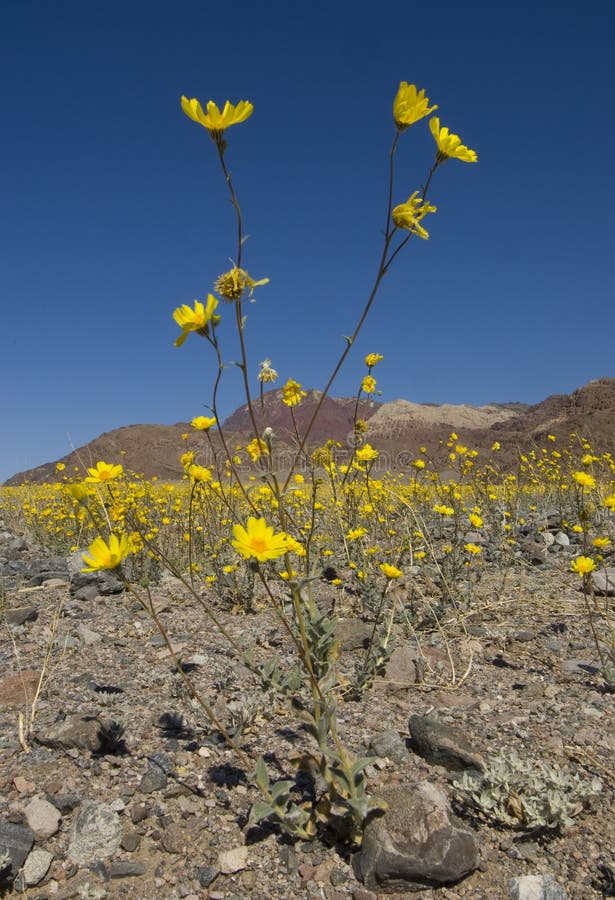 Death Valley vildblommar