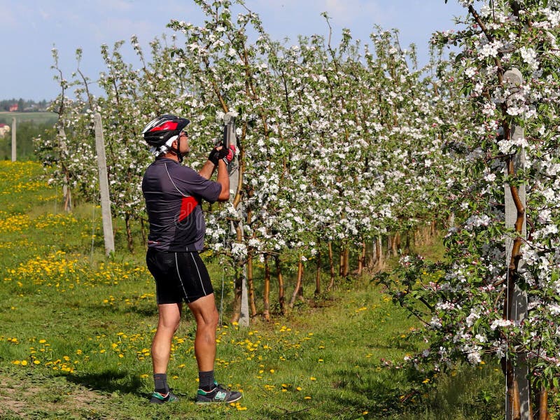 Debowiec, Polen - april 26, 2018: Een fietser neemt een beeld in een bloeiende appelboomgaard Bloeiende appelaanplanting Een jong royalty-vrije stock afbeelding Debowiec, Polen - april 26, 2018: Een fietser neemt een beeld in een bloeiende appelboomgaard Bloeiende appelaanplanting Een jong royalty-vrije stock afbeelding