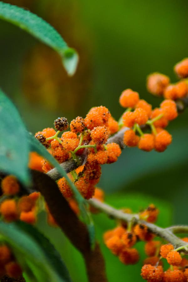 Debregeasia longifolia also known as Orange Wild Rhea