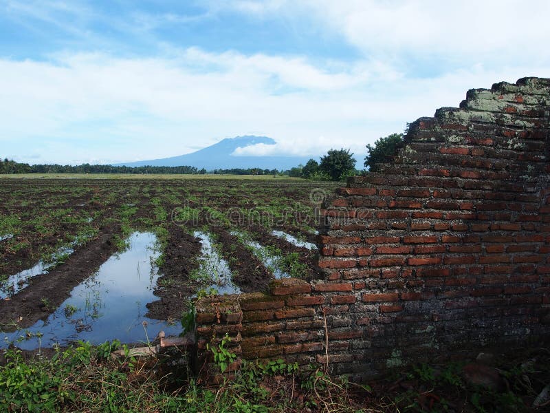 debris-wall-irrigated-paddy-field-volcano-background-panorama-watered-rice-java-indonesia-old-ruined-55385608.jpg