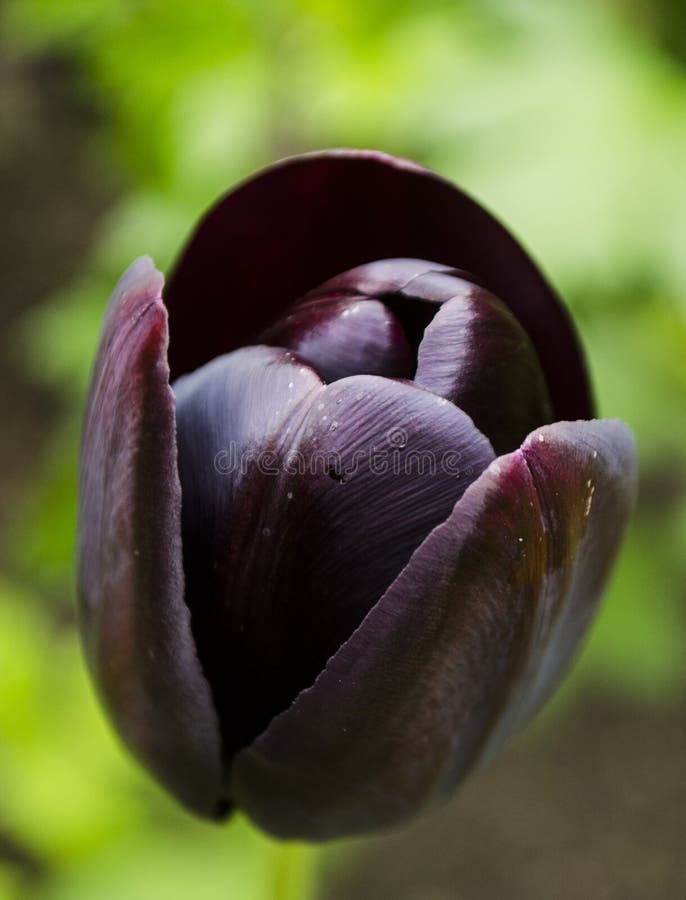 Black tulip stock image. Image of fragility, nature, flowers 9321373