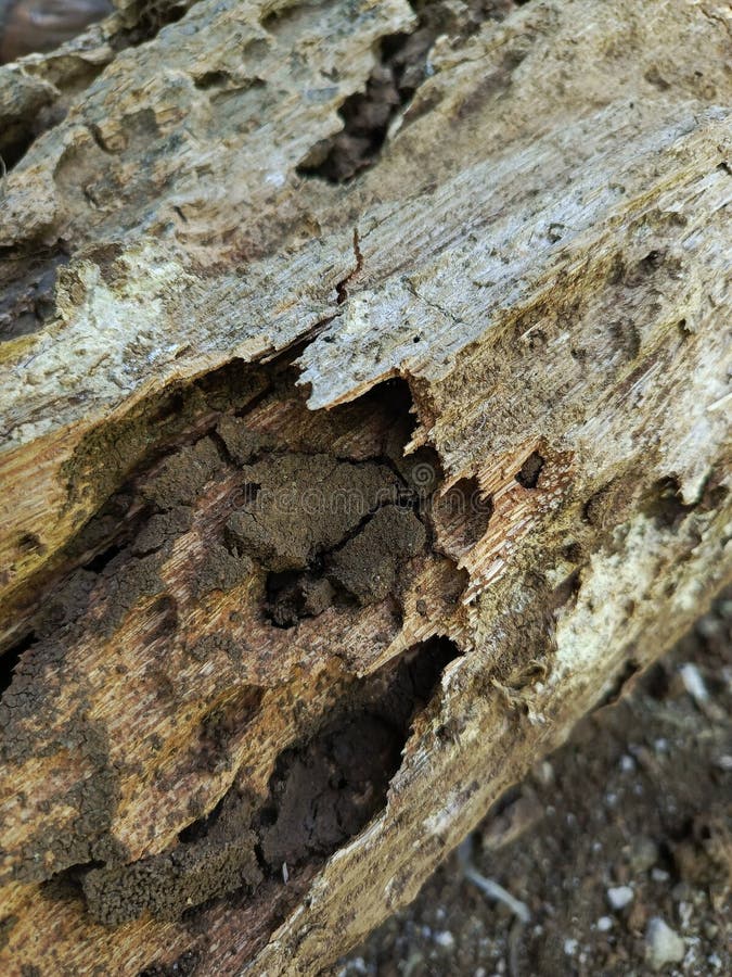 This is decayed tree stock photos