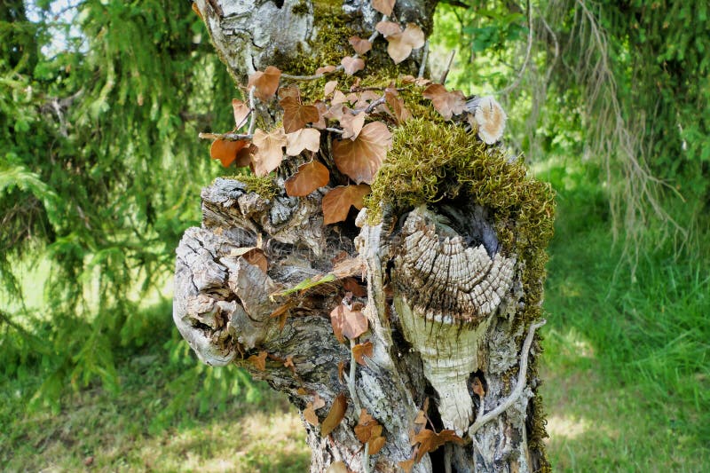 Decaying Apple Tree royalty free stock photos