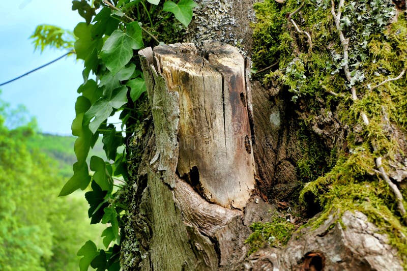 Decaying Apple Tree stock photos