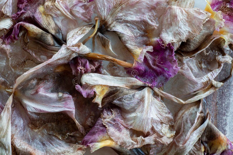 Decaying Orchids Flower Petals on a Bed of Ice Stock Photo Image of