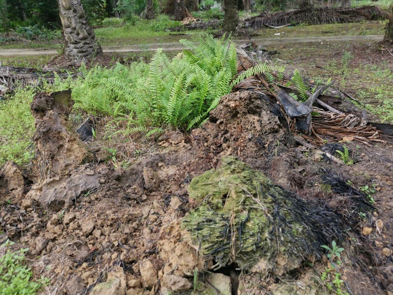 Decaying or Rotting Oil Palm Tree at the Plantation Stock Photo Image