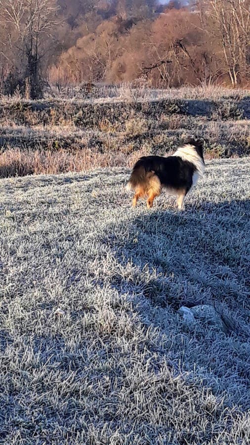 Decembar landscape and my. Frost ander my dogs, feat. Decembar landscape and my. Frost ander my dogs, feat