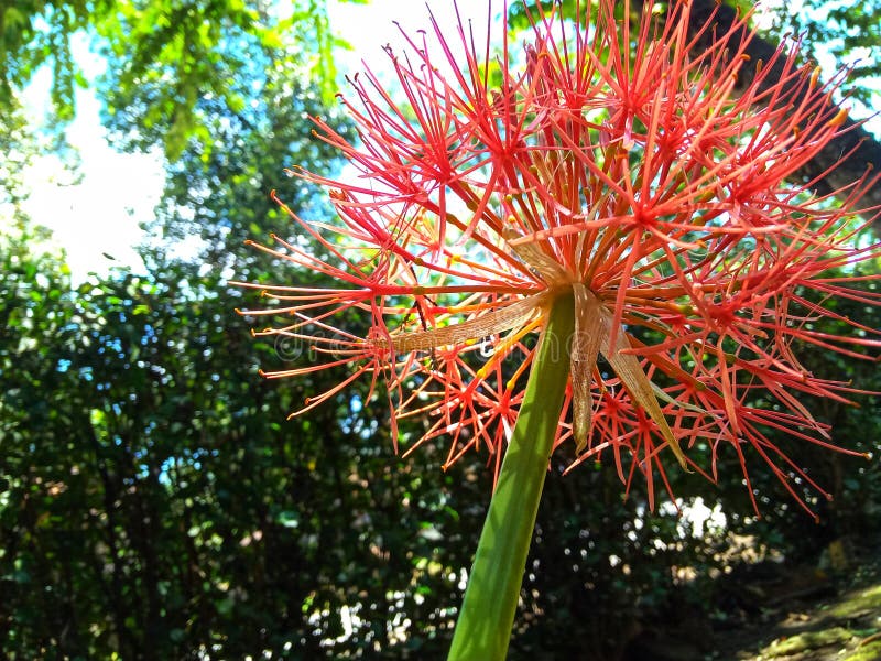 December flowers stock photo. Image of leaf, garden 200739084