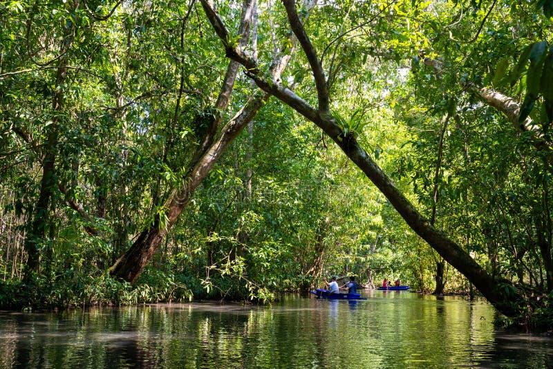 22 December 2018-Thailand:: loppmangroveskog med roddbåten royaltyfri fotografi 22 December 2018-Thailand:: loppmangroveskog med roddbåten royaltyfri fotografi