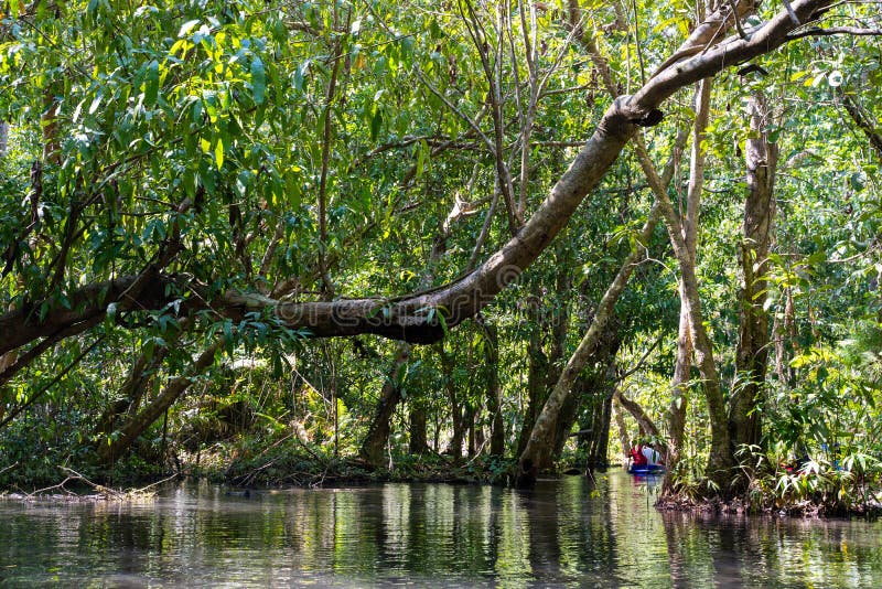 22 December 2018-Thailand:: loppmangroveskog med roddbåten royaltyfria foton 22 December 2018-Thailand:: loppmangroveskog med roddbåten royaltyfria foton