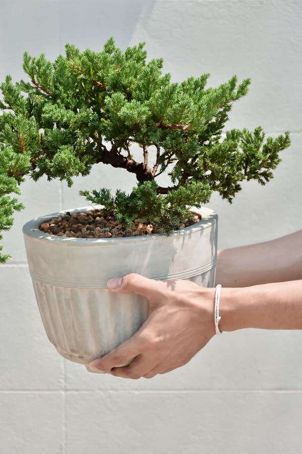 Deciduous Bonsai with Buds and Thick Trunk in a Pot. Stock Image
