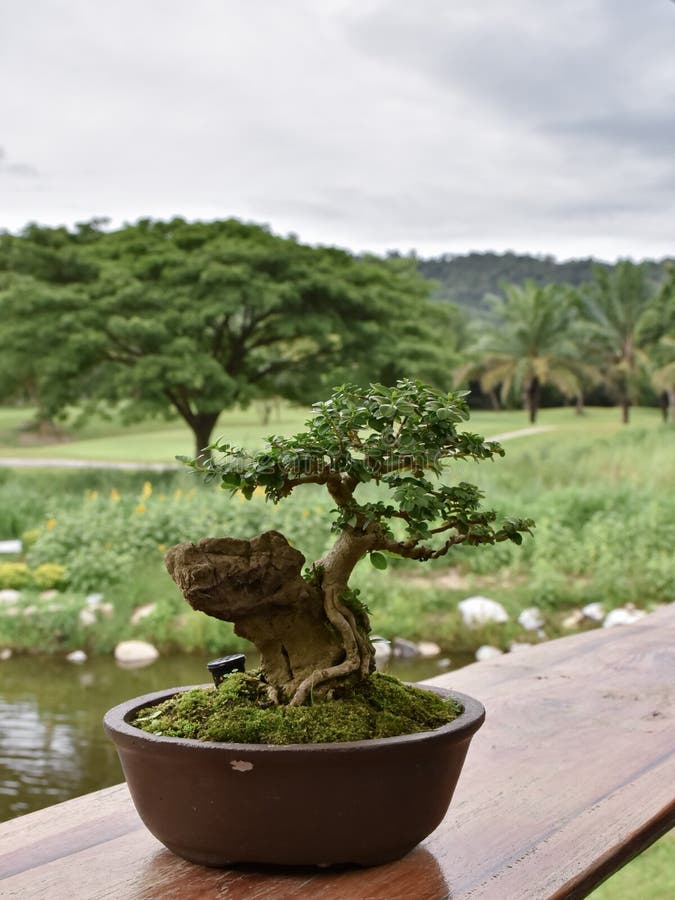 Deciduous Bonsai with Buds and Thick Trunk in a Pot. Stock Image