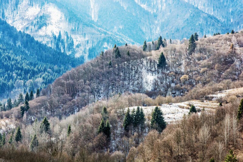 Deciduous and coniferous forest in winter mountains, Slovakia